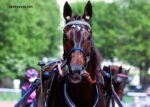 100100 Ordre Turf