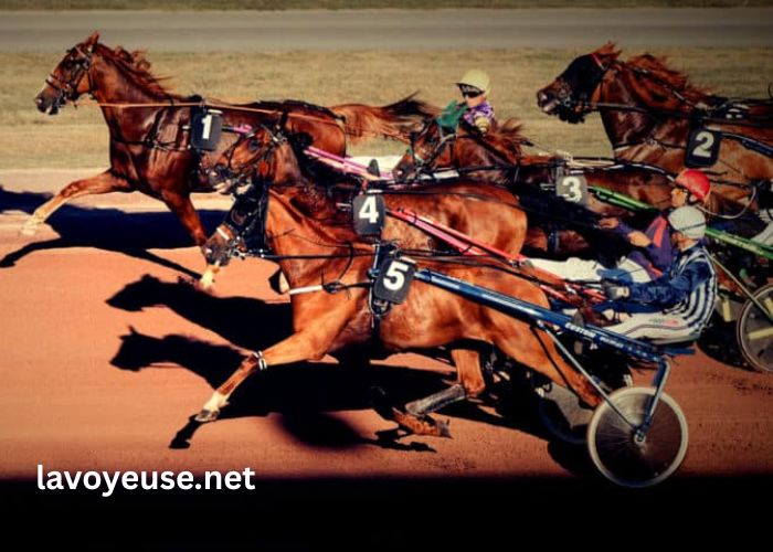 Belle Turf Prono Vip Belle Turf Prono Vip