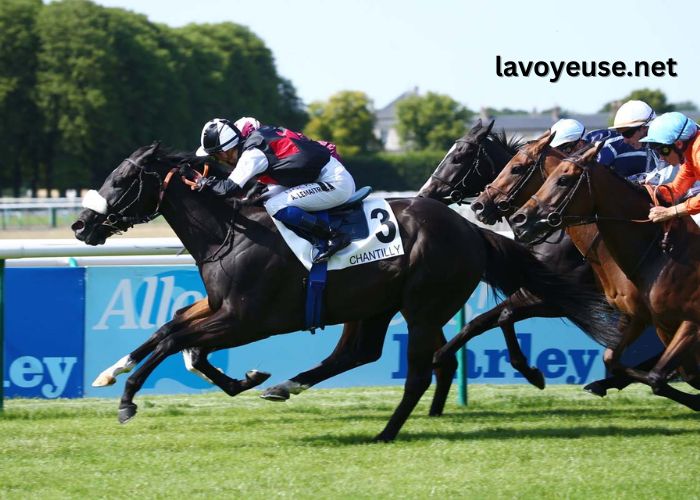 Duo Sur Turf Duo Sur Turf