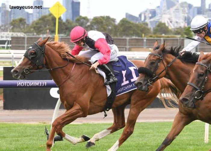 Gagnant Turf Vip Gagnant Turf Vip