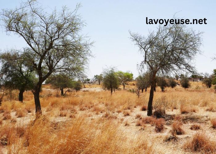 Meteo Bobo Dioulasso Meteo Bobo Dioulasso