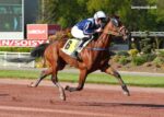 Nivard Guyon Turf